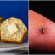 Illustration for article titled CDC ensures America permanently loses appetite for poppy seed muffins